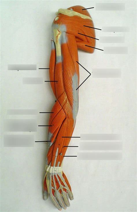 Posterior Shoulder Arm And Forearm Diagram Quizlet