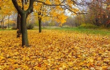 Fallen Leaves | Stewarts Lawn