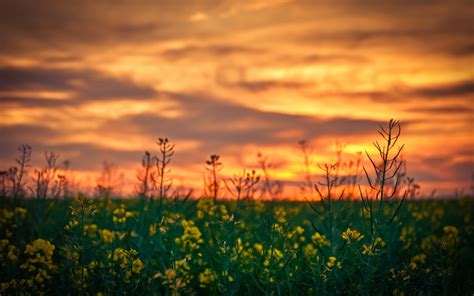 wallpaper sunlight food depth of field sunset nature sky yellow flowers sunrise