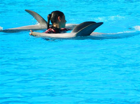 Free Images Sea Zoo Swimming Pool Animals Vertebrate Dolphin