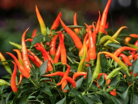 Chili aus dem garten am tisch frisch ins essen schneiden ist hohe esskultur; Chili auf dem Balkon und im Garten | garten.ch