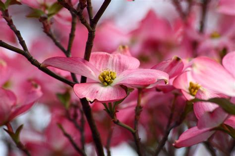 Spring Dogwood Tree Pink Flower Flowers Free Nature Pictures By