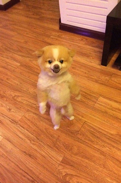 Shaved Pomeranian Images Cute Puppy Pictures