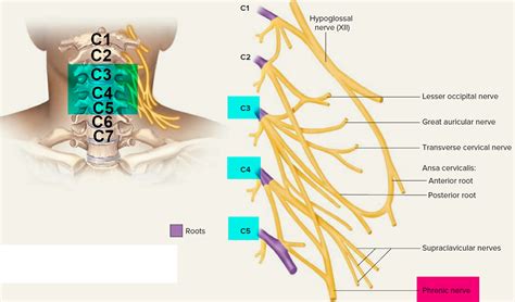 Spinal Cord Injury Diganosis Symptoms Treatment And Rehabilitation