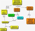 Mapa conceptual del sistema nervioso ¡Guía paso a paso!