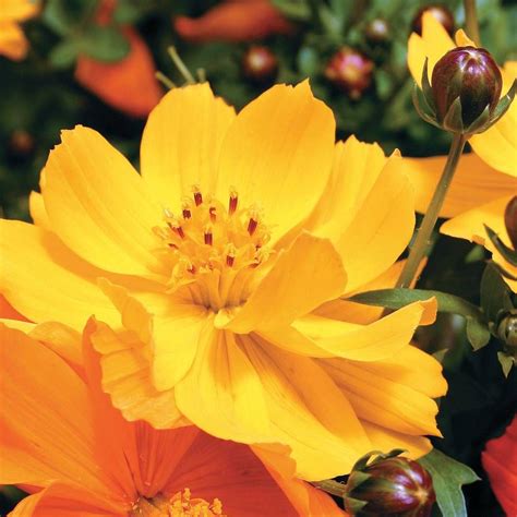 Cosmic Yellow Cosmos Flower Seeds Park Seed
