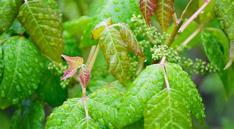 How To Get Rid Of Poison Ivy Remove This Weed For A Safer Garden