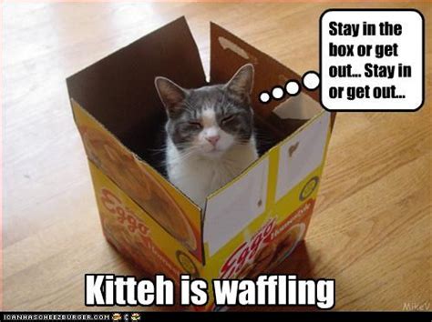 Lolcats Waffle Lol At Funny Cat Memes Funny Cat Pictures With