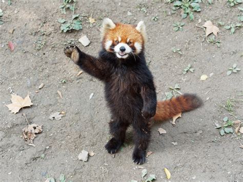 Resurfaced Clip Of Red Pandas Reaction To A Stone Has Internet In
