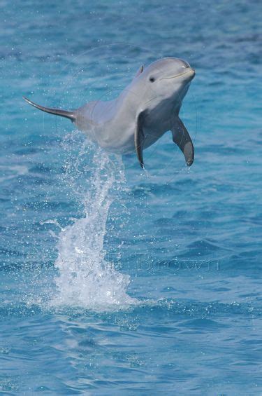 Images Of Cute Baby Dolphins
