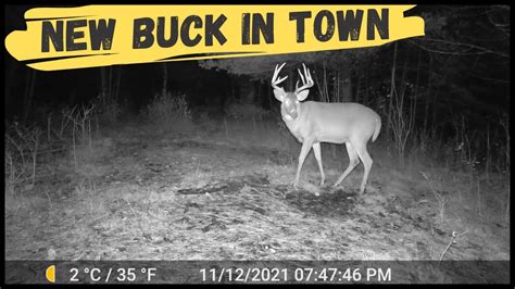 New Whitetail Buck At The Mock Scrape Trail Cam Video Youtube