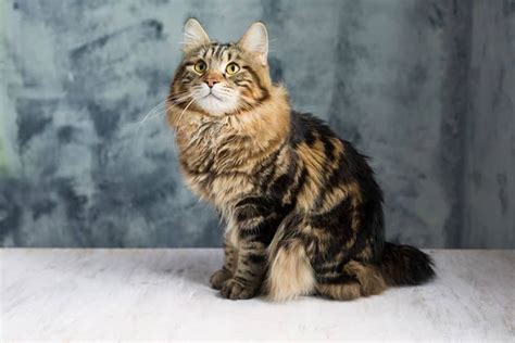 Kurilian Bobtail Cat Breed Info Pictures Traits And Facts Catster