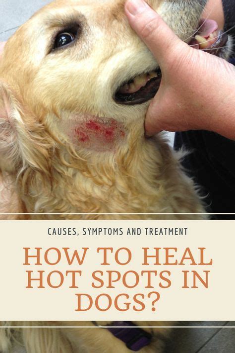 Hot Spots In Dogs Present A Common Health Problem Here You Can Find