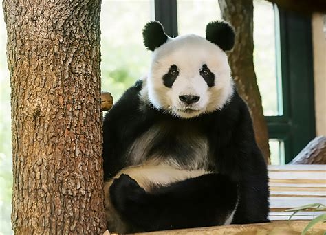 Panda Meets New Mate At Worlds Oldest Zoo Viraltab