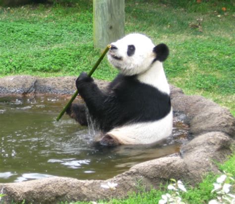 Panda Poop Study Provides Insights Into Microbiome Reproductive Troubles