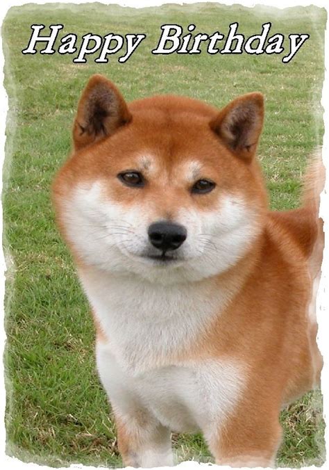 Maybe you would like to learn more about one of these? Shiba Inu Dog Design A6 Textured Birthday Card Bdshiba-2 ...