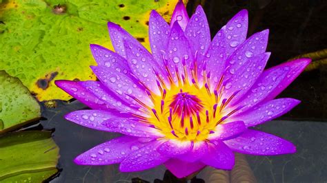 Download Purple Flower Lily Pad Flower Nature Water Lily Hd Wallpaper