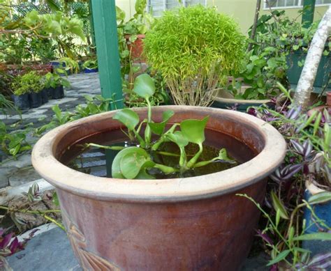 Aquascape mini dari bonggol tua melati air. Greenfingers: Pokok Air - Keladi Bunting