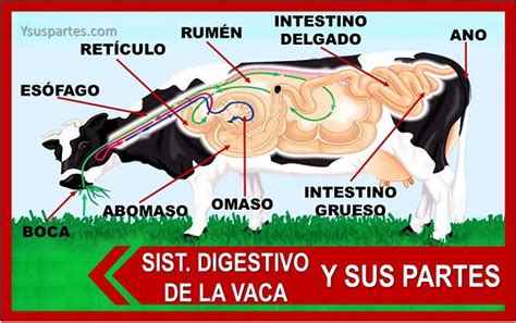 Todo Lo Que Debes Saber Sobre El Funcionamiento Del Aparato Digestivo