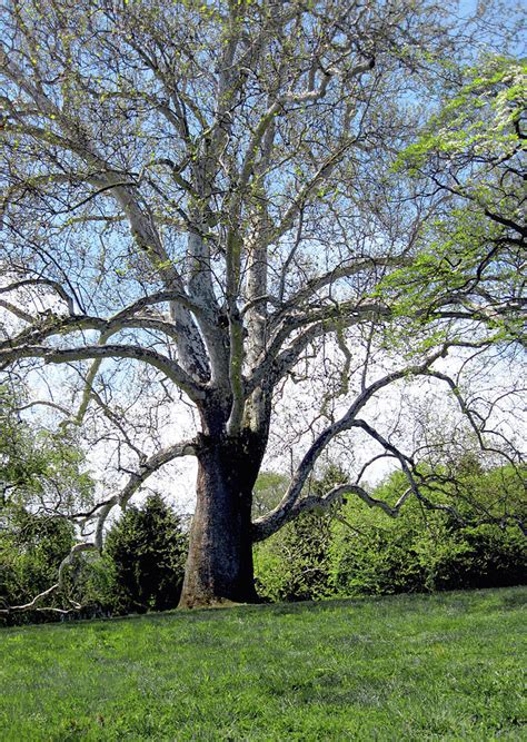 The Historic Lafayette Sycamore Tree Photograph By Gordon Beck Pixels