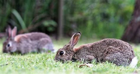 Whippets need a lot of mental and physical stimulation and hunting is the puppies at this age have high retention but low attention and so, a tip is to keep training little and often. 8 Kid Friendly Farm Animals That Make The Best Pets ...