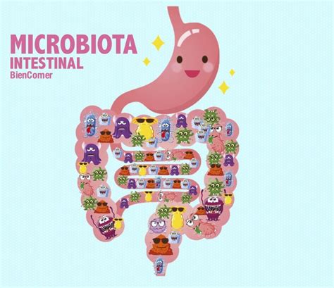 La Importancia De Tener Una Buena Microbiota Intestinal Para La Salud