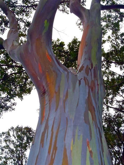 A Rainbow Eucalyptus Tree in Oahu, Hawaii | Rainbow eucalyptus tree, Rainbow eucalyptus ...