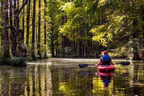 Discover The Best Way To Experience The Swamps Of Trap Pond State Park