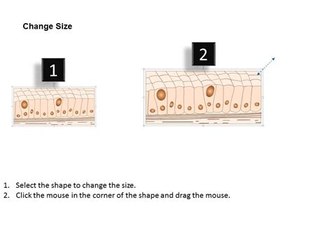 0614 Simple Columnar Epithelium Medical Images For