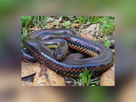 Is a sea snake a bad snake or not? Rare rainbow snake spotted in Florida forest for the first time since 1969 - News - Daily ...