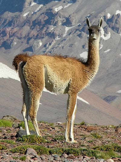 There are several meanings of the malay word and it can check out this amazing english to urdu dictionary for more vocabulary to enhance your linguistic skills. Guanaco | Malay Meaning of Guanaco