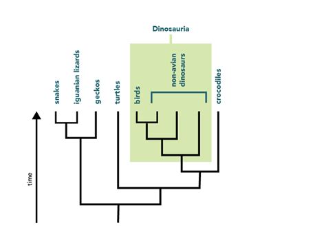 Using Trees For Classification Understanding Evolution
