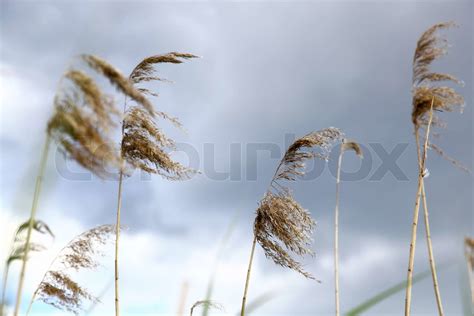 Reed Stock Image Colourbox