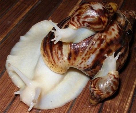 Albino Snail Achatina Reticulata Snails Giant African Land Snails