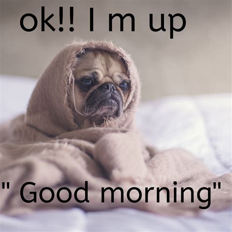 Good Morning Funny Dog Quotes Wisdom Good Morning Quotes