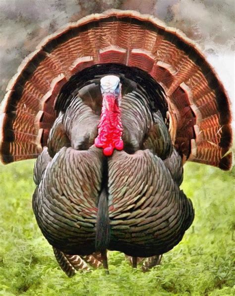 Best 30 Picture Of Thanksgiving Turkey Best Round Up Recipe Collections