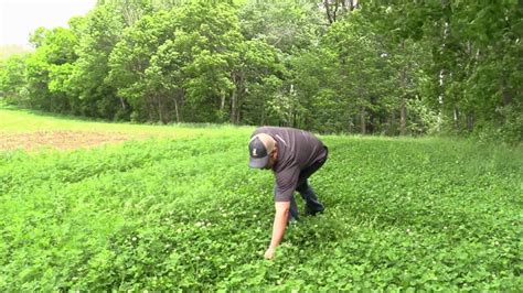 Alfalfa Vs Clover Food Plot Whitetail Deer Nutrition Grandpa Ray Outdoors Youtube