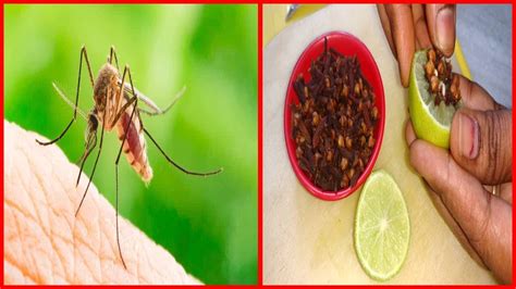 Natural Way To Kill Mosquitoes In House How To Make Mosquito Killer