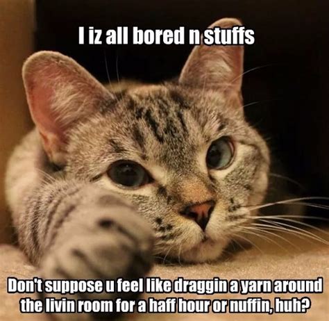 Lolcats Funny Cat Jokes Funny Cat Memes Funny Cats