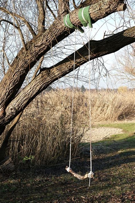 Swing On A Tree In Nature Stock Image Colourbox