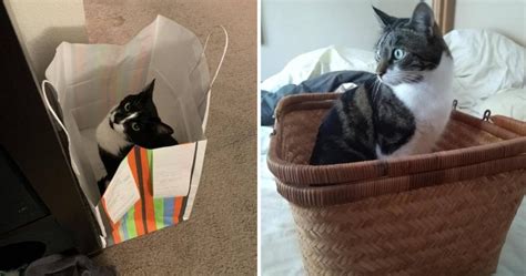 12 Cute Photos Of Succesful Cat Traps Viral Cats Blog
