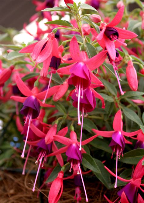 Fuchsias Planting And Growing Fuchsias With Lifestyle Home Garden