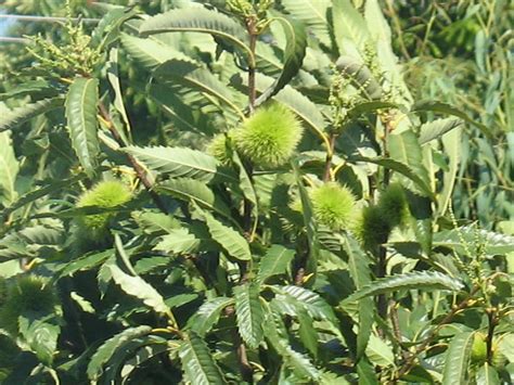 Here are the answers to codycross small round red fruit; Spiky green fruit tree | Flickr - Photo Sharing!