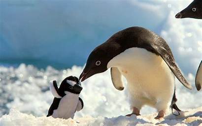 Penguin Wallpapers Penguins Animals Bing Winter