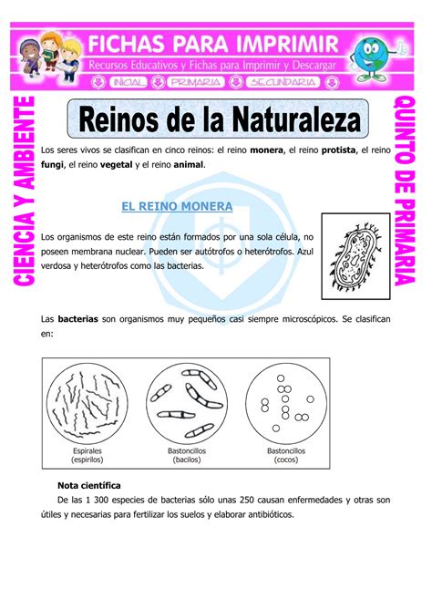 Ficha Reinos De La Naturaleza Para Quinto De Primaria