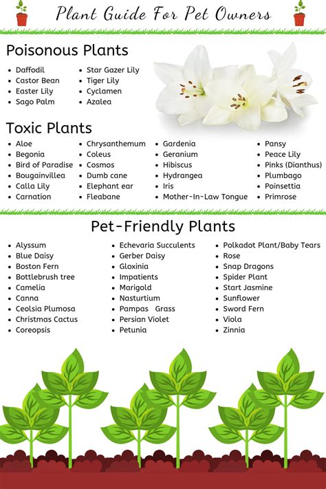 Seven Common Pet Toxins In Your Garden Spring Pet Toxins Plants