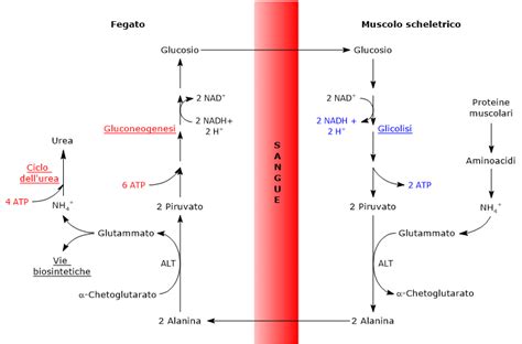 Ciclo Glucosio Alanina Tuscany Diet