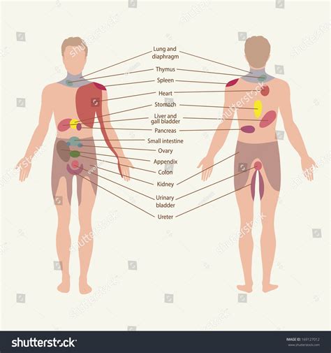 Pain Zones Organs Points Pain Area Stock Vector Royalty Free Shutterstock
