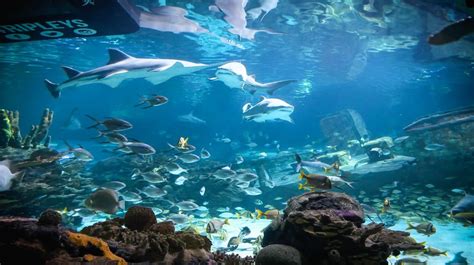 Aquariums In Tennessee Nashville Gatlinburg And Chattanooga Aquatic