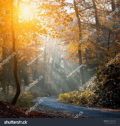 Autumn Forest In Sunrise Stock Photo 148005596 Shutterstock